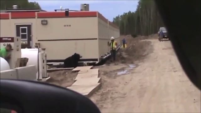 Медведь бежит за человеком смотреть онлайн
