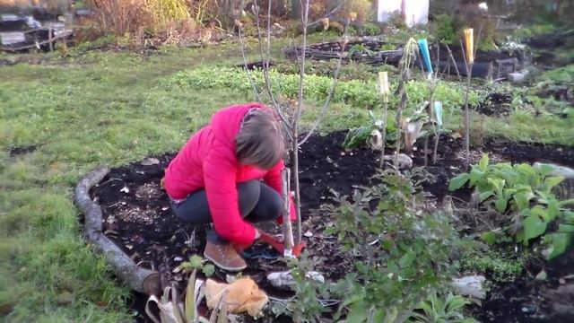 Полезные советы: Защита ствола дерева зимой от грызунов смотреть онлайн