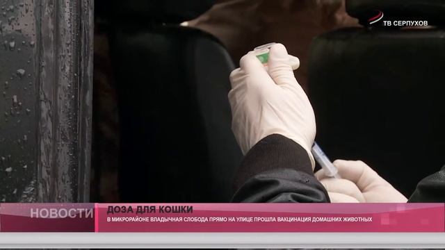 Доза для кошки