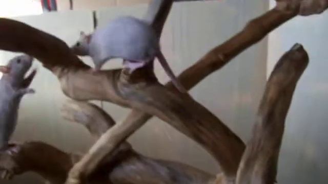 Java tree ratlets смотреть онлайн