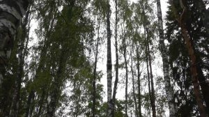 Где найти березовую чагу. Мои наработки