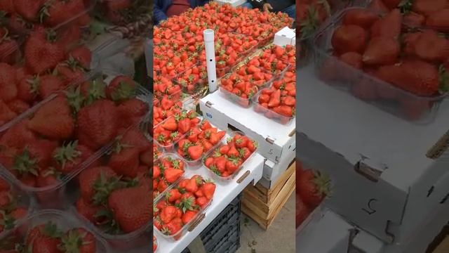 Азовский рынок Новочеркасск 21.05 #набазаренет #новочеркасск смотреть онлайн