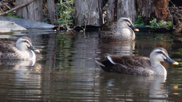 "A Spring Day" 　　OLYMPUS STYLUS SH-50　24x Zoom & 5-axis Movie Stabilization смотреть онлайн