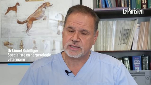 Bouche scotchée et anus obstrué, « des pratiques cruelles » sur les serpents du Moulin Rouge смотреть онлайн