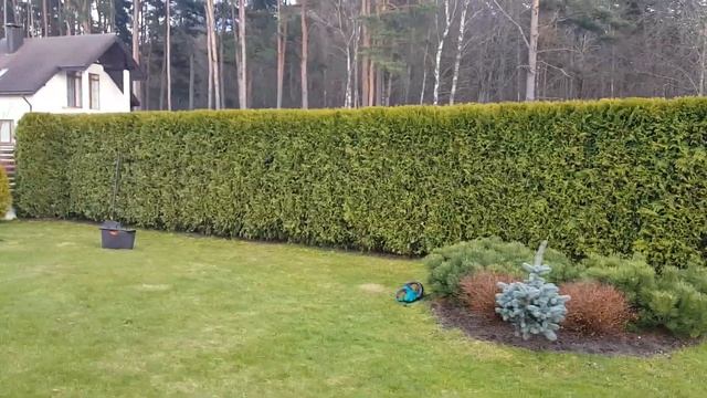 Обрезка туй. тел. +7-999-820-80-80 Стрижка формирование живой изгороди в Москве и Московской обл. смотреть онлайн