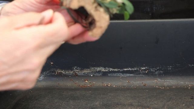 Moss Swap: Dendrobium jenkinsii смотреть онлайн