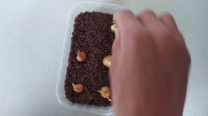 Бизнес с нуля - Бум зелени лук на перо 2 эксперимент. Лук, Лук перо, зеленый лук.