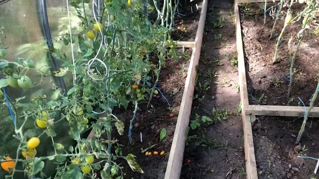 ? Обзор на помидоры черри ? " Финик желтый, красный, оранжевый" F1 от Русского огорода смотреть онлайн