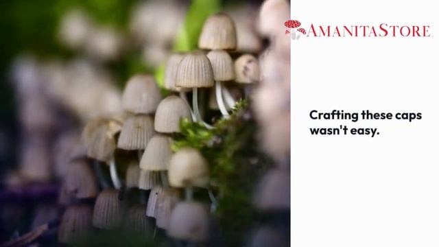 The Art of Amanita mascaria смотреть онлайн