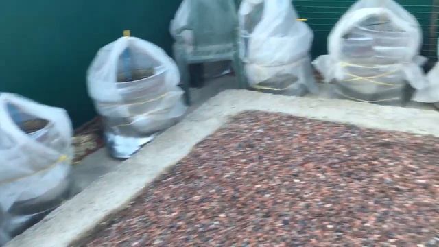 Как перезимовали розы в кашпо! смотреть онлайн