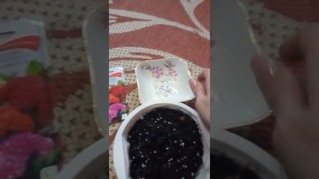 целозия из семян. сеем целозию на рассаду смотреть онлайн