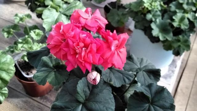 #344. Цветение Кардинала! смотреть онлайн