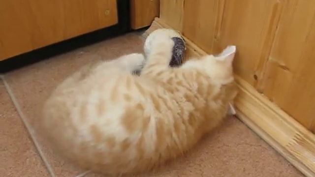 Шотландский котенок играет с мячиком смотреть онлайн
