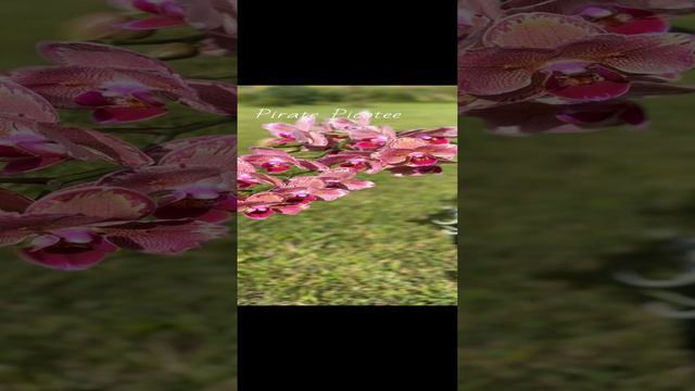 Орхидея фаленопсис Пират Пикоти бабочка Pirate Picotee смотреть онлайн