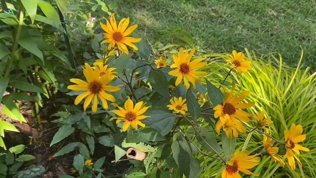 Plant Review: Heliopsis 'Burning Hearts' смотреть онлайн