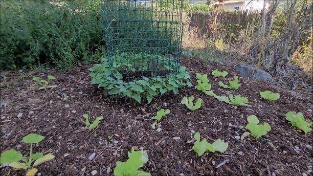 Tour du jardin le 08 08 2021 смотреть онлайн