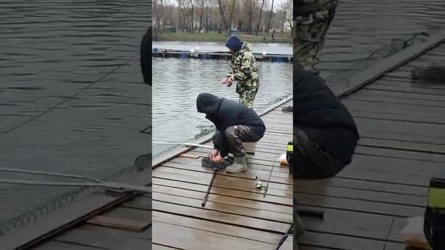 КРХ Белая Дача 16.04.22 Ежедневный запуск форели 230 кг.! смотреть онлайн