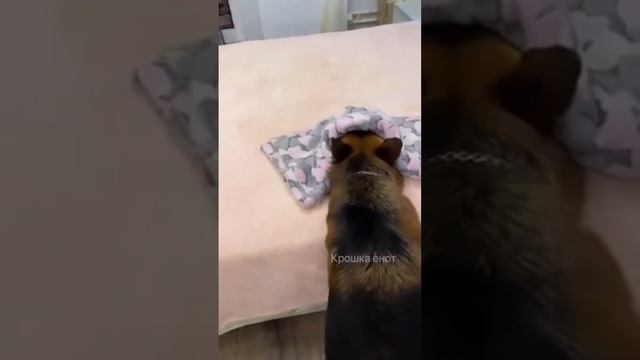 Прятки? смотреть онлайн