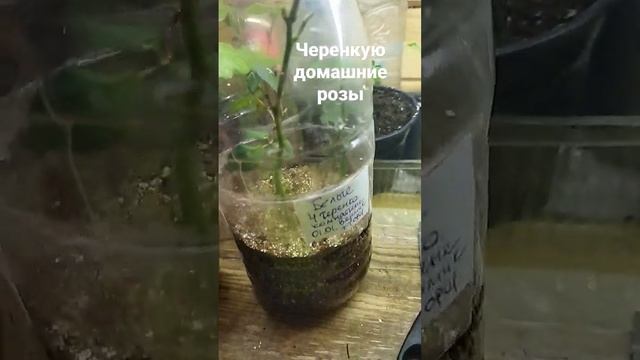 Черенкование роз из магазина зимой #дача #садогород #розы#цветы смотреть онлайн