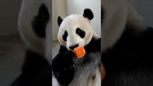 Панда кушает морожено))) смотреть онлайн