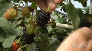 Ежевика Вон начало плодоношения 2023