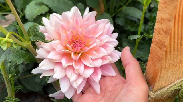 My Dahlias Are Blooming! 🌸 смотреть онлайн