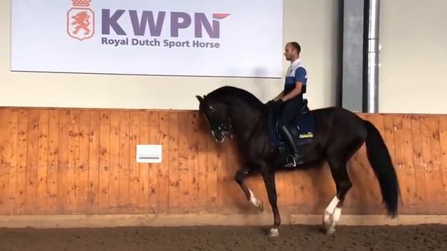 Kartsevo Etoile, KWPN, Don Schufro х Rubinstein I 2009 1,72 м смотреть онлайн