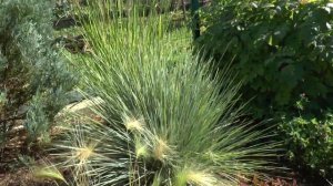 Злаки в саду. Зимостойкие декоративные злаки для вашего сада.