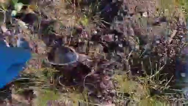 Сажаю луковицы крокусов . смотреть онлайн