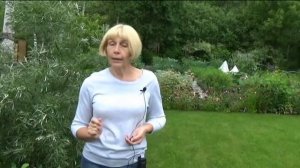 Жимолость. Что нужно для щедрого урожая.