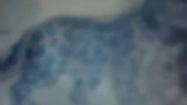 Снежный барс-арты