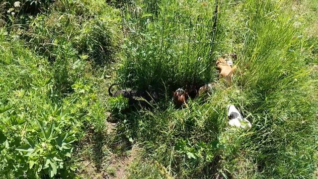 ПОЗДРАВЛЯЕМ с Днём рождения Варю / купить Щенка породы ЧИХУАХУА в питомнике РКФ Мари Мистик продаю смотреть онлайн