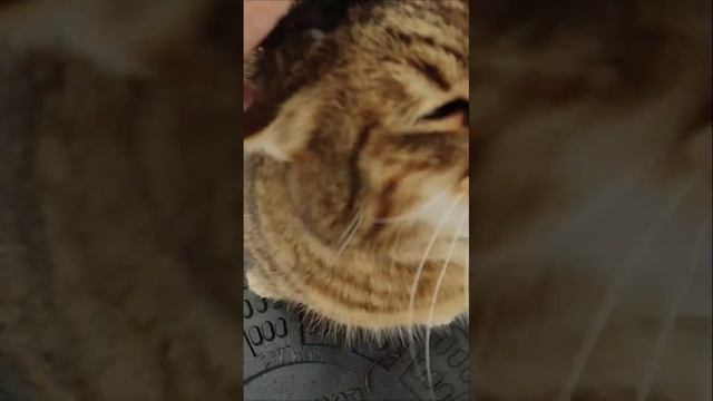 Кошкин дом, утеплённый, уличный. 2-х квартирный. В эксплуатации с 2018 года. Уже более 4-х лет. смотреть онлайн
