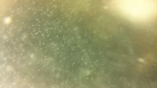 Как разводить Инфузорию на картошке и банановой кожуре смотреть онлайн