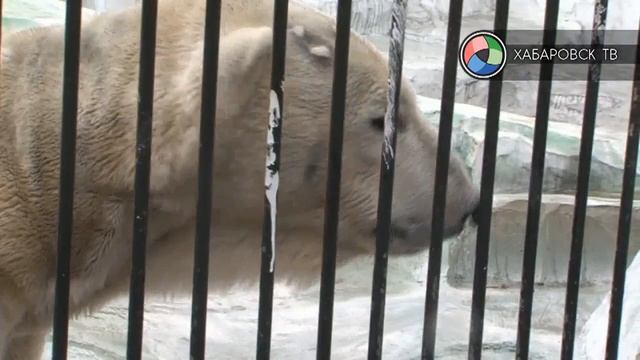 Брачный сезон смотреть онлайн