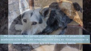 Беспородная собака.Дворняжка.