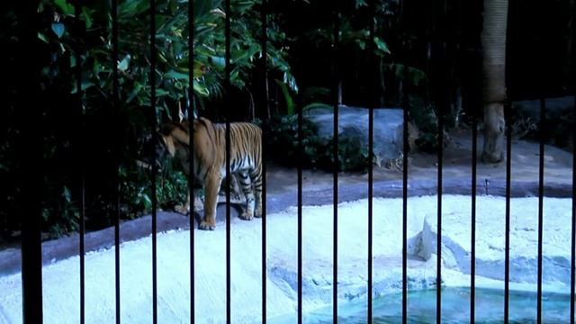 Зоопарк в Паттайе Кхао Кхео смотреть онлайн