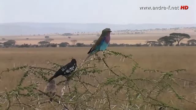 Serengeti Safari - Reise Video Tansania смотреть онлайн