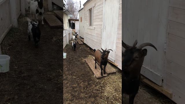 ДРЕССИРОВКА КОЗ | СОБАЧИЙ ФУТБОЛ | ХВОСТ ОТКУШУ .16.11.22. смотреть онлайн