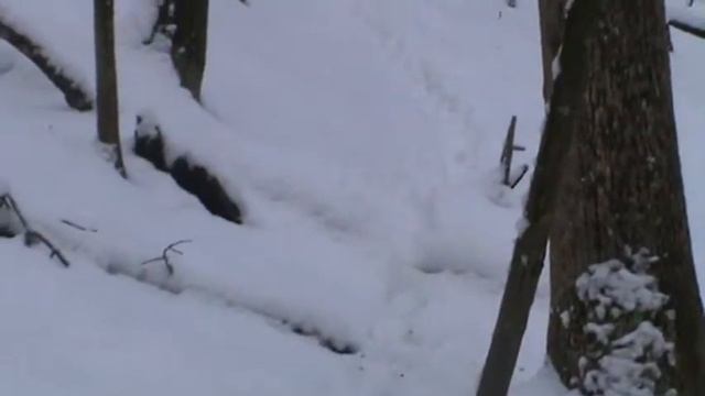 охота на оленя США смотреть онлайн