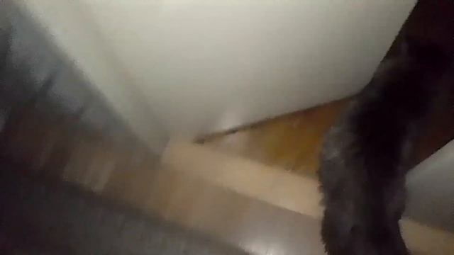 Кот Марс. Ночные сказки. Забавные изречения.