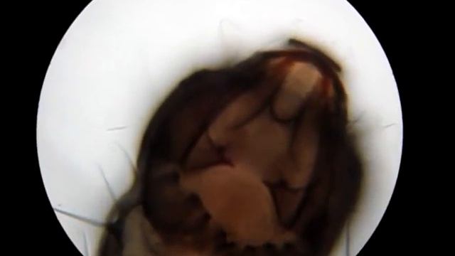 My Microscope 1: Little Worms смотреть онлайн