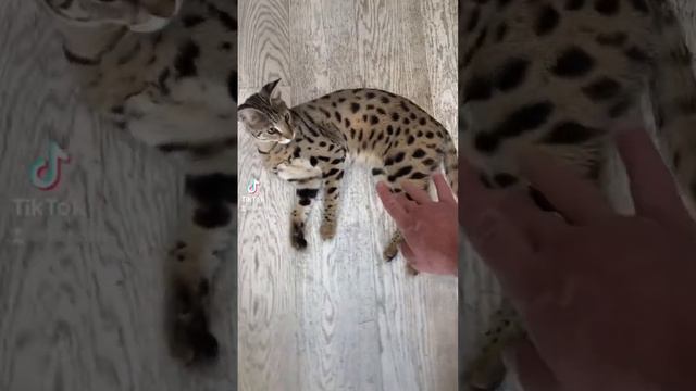 Savannah F1 #richcatsss #kitten #savannahf1