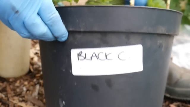 FREE Fruit Plants. 2 EASY Ways To Take Cuttings Of Currant Bushes смотреть онлайн