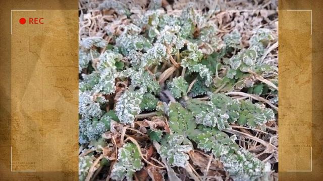 세익스피어 소네트 20