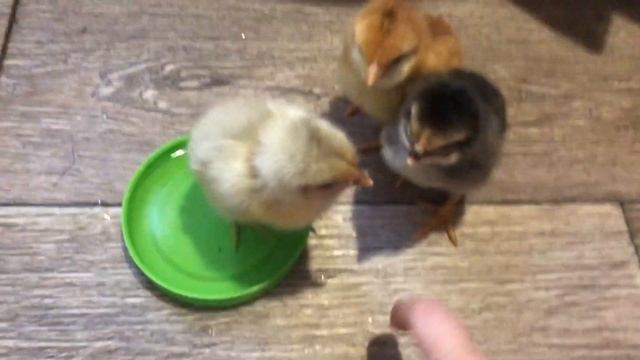 ? «ЦЫПЛЯТА ВЫЛУПИЛИСЬ»?Идём смотреть маленьких цыплят вместе с Йоркширским терьером Айси. смотреть онлайн