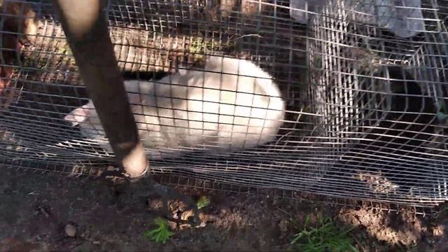 "ЖИВОЛОВКА" Ловушка на кота. Как поймать кота что ловит циплят и утят у себя во дворе. смотреть онлайн