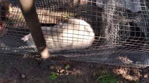 "ЖИВОЛОВКА" Ловушка на кота. Как поймать кота что ловит циплят и утят у себя во дворе.