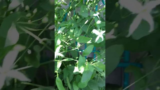 ? Клематис "Белое облако"!!! смотреть онлайн