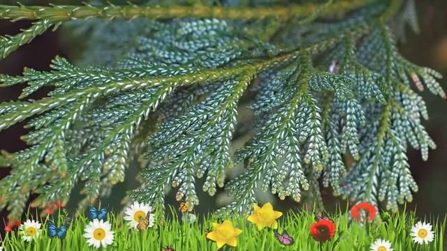 Туевик поникающий ? Обзор: посадка и уход. крупномеры туевика : описание и особенности смотреть онлайн